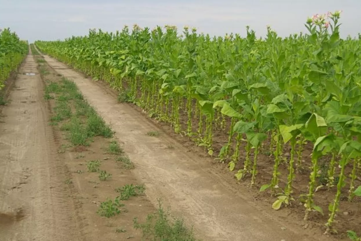 Udruga 'Krupan list' osporava 'tendenciozne tvrdnje' o otkupu i cijeni duhana