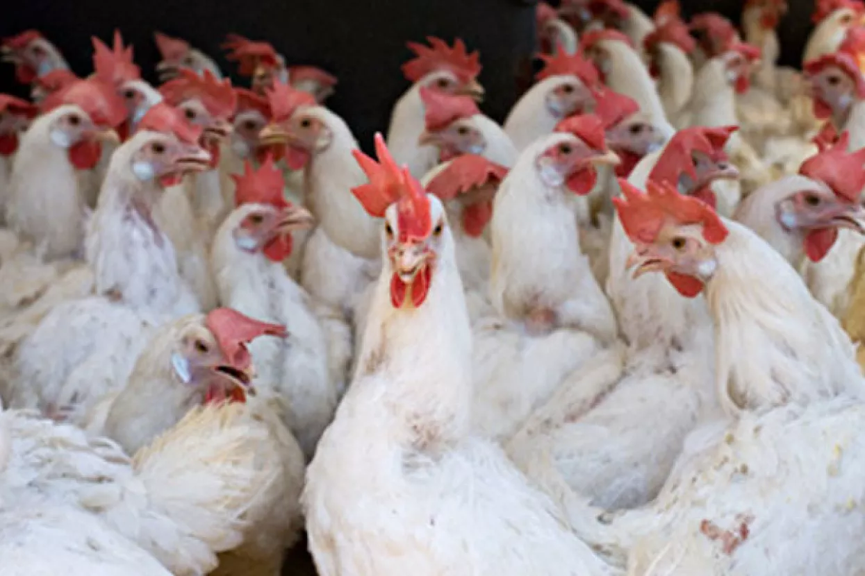 Pomoćnik ministra Agičić: Neće biti opasnosti za ljude od ptičje gripe