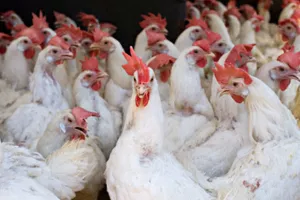 Pomoćnik ministra Agičić: Neće biti opasnosti za ljude od ptičje gripe