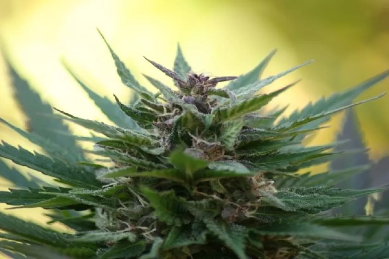 Tržište marihuane u Americi eksplodiralo brže i jače od 'dot-com booma'