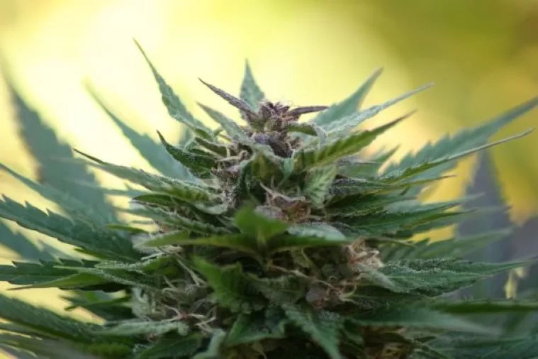 Tržište marihuane u Americi eksplodiralo brže i jače od 'dot-com booma'
