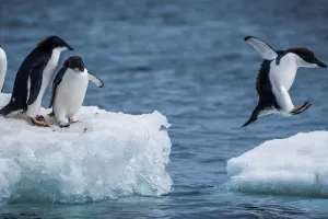 Njemački kirurzi savjetuju: Po ledu i poledici hodajte kao pingvini