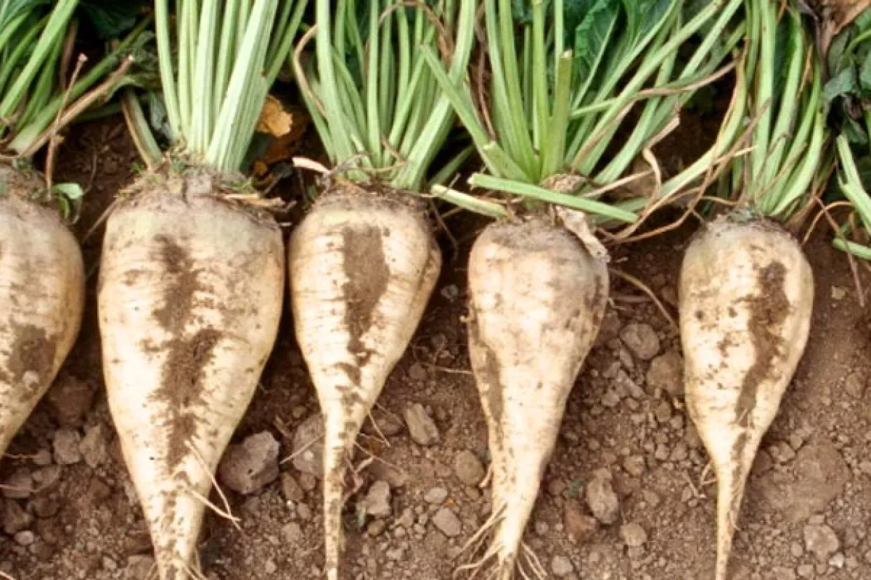 Slovenski poljoprivrednici zasijat će 500 hektara šećernom repom za Viro