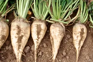 Slovenski poljoprivrednici zasijat će 500 hektara šećernom repom za Viro