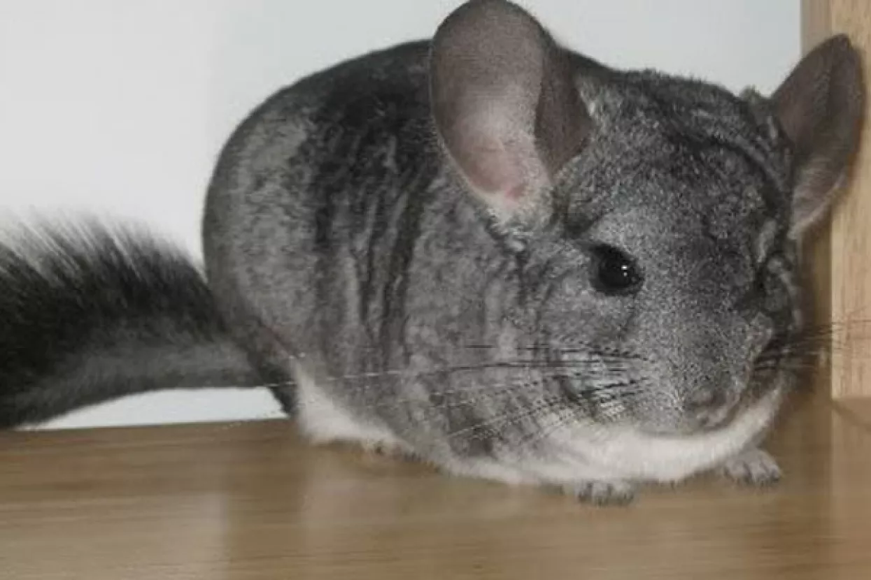 Nakon punih 10 godina čekanja Hrvatska konačno zabranila uzgoj životinja za krzno