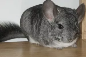 Nakon punih 10 godina čekanja Hrvatska konačno zabranila uzgoj životinja za krzno