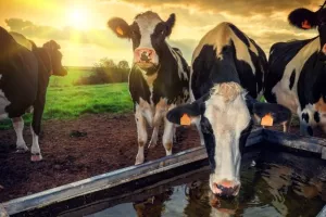 Od 2013. do 2015. Hrvatska izgubila 2,272 isporučitelja mlijeka