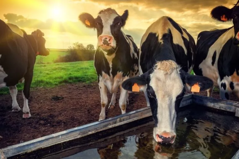 Od 2013. do 2015. Hrvatska izgubila 2,272 isporučitelja mlijeka