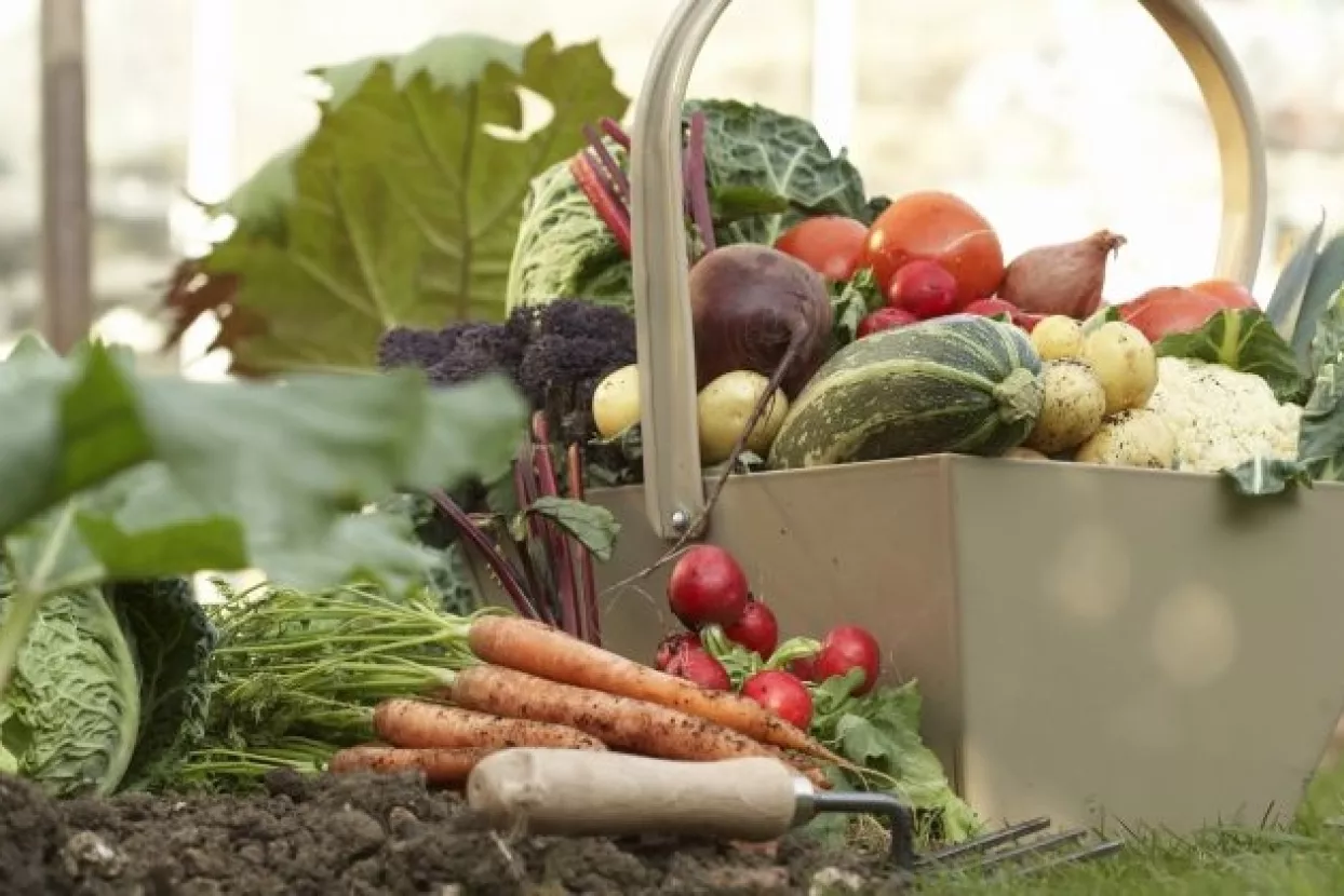 Vremenski uvjeti izazvali 'katastrofu' u proizvodnji, očekuje se poskupljenje povrća