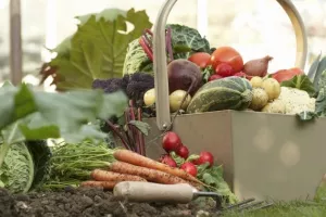 Vremenski uvjeti izazvali 'katastrofu' u proizvodnji, očekuje se poskupljenje povrća