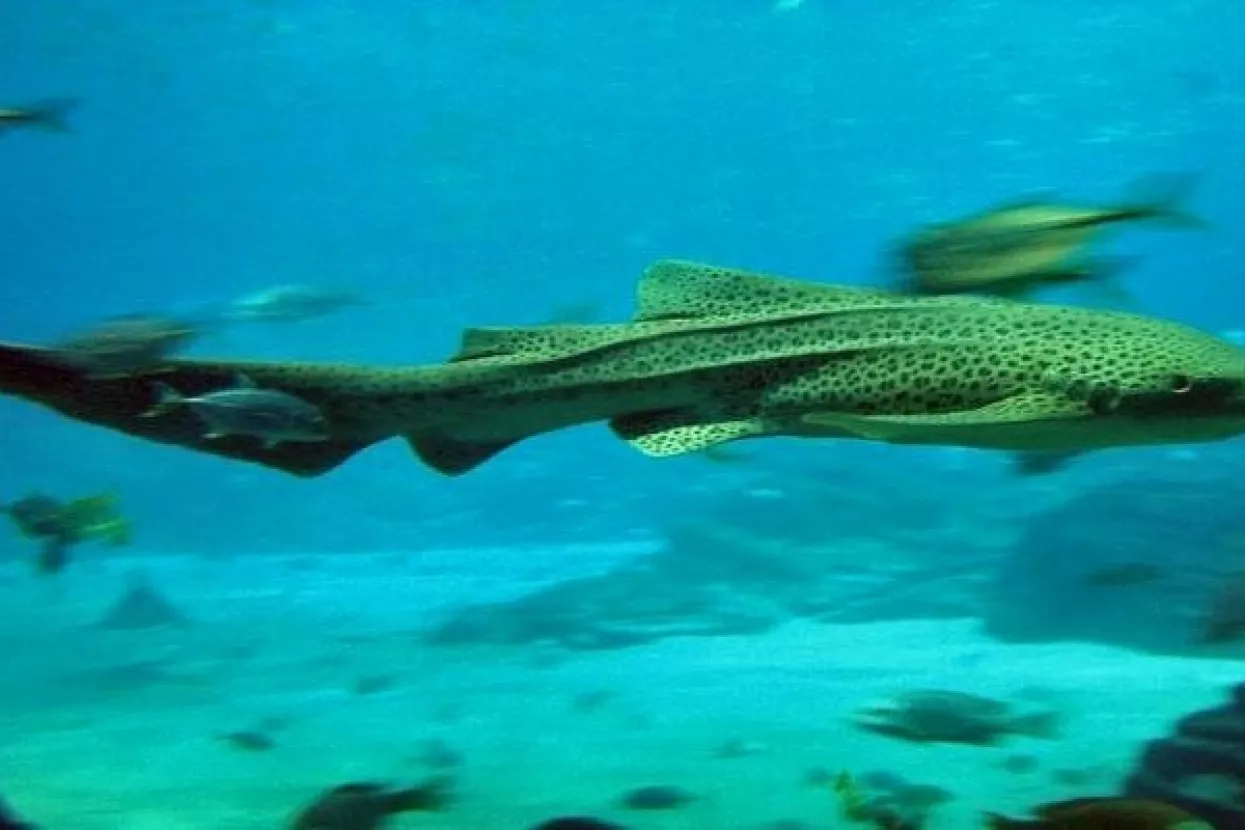 U nedostatku mužjaka, ženka morskog psa posegnula za rijetko viđenom samooplodnjom