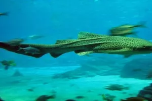 U nedostatku mužjaka, ženka morskog psa posegnula za rijetko viđenom samooplodnjom