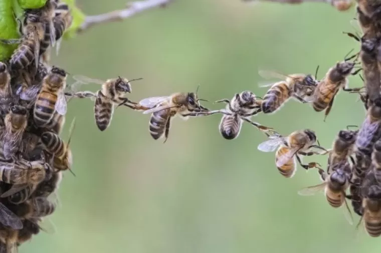 Sisački pčelari obilježili pola stoljeća Pčelarskog društva
