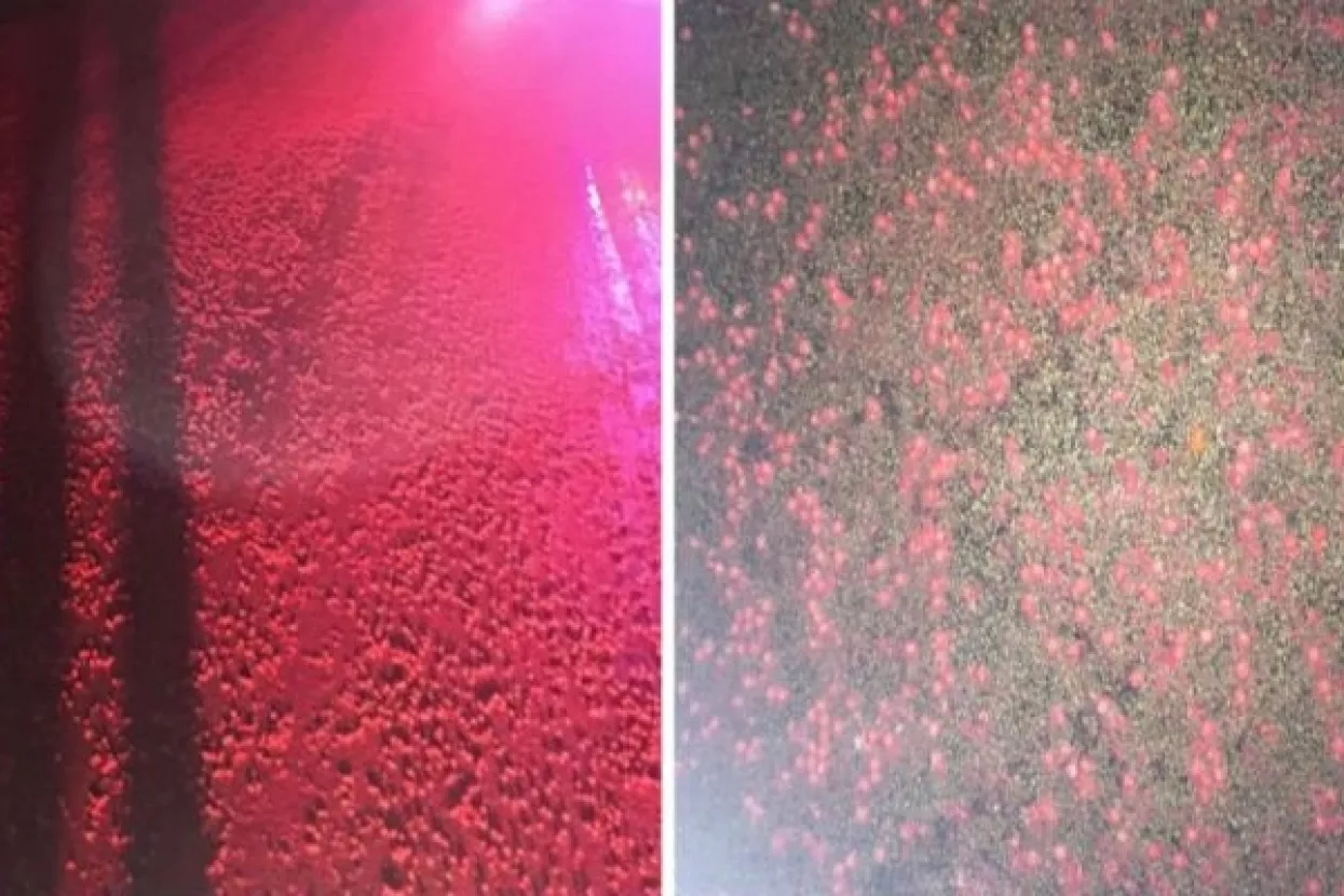 Proizvođač Skittlesa potvrdio da 'neuspješni' bomboni završavaju kao stočna hrana