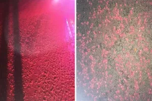 Proizvođač Skittlesa potvrdio da 'neuspješni' bomboni završavaju kao stočna hrana