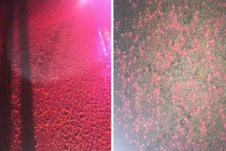 Proizvođač Skittlesa potvrdio da 'neuspje&scaron;ni' bomboni zavr&scaron;avaju kao stočna hrana