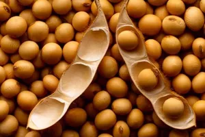 Cijene sojinog zrna i sojine sačme neprestano rastu, a i ostat će visoke