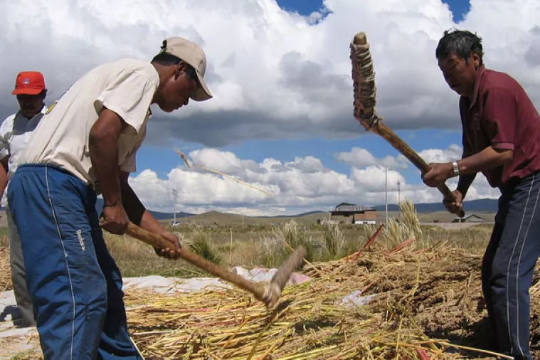 Kvinoja bi mogla postati žitarica budućnosti