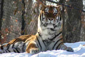 Viralni video o tigrovima koji love dron snimljen je na farmi smrti