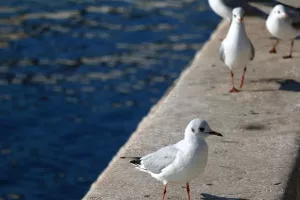 Majdandžić: Gradski oci će moliti komunalne tvrtke da prime splitski otpad