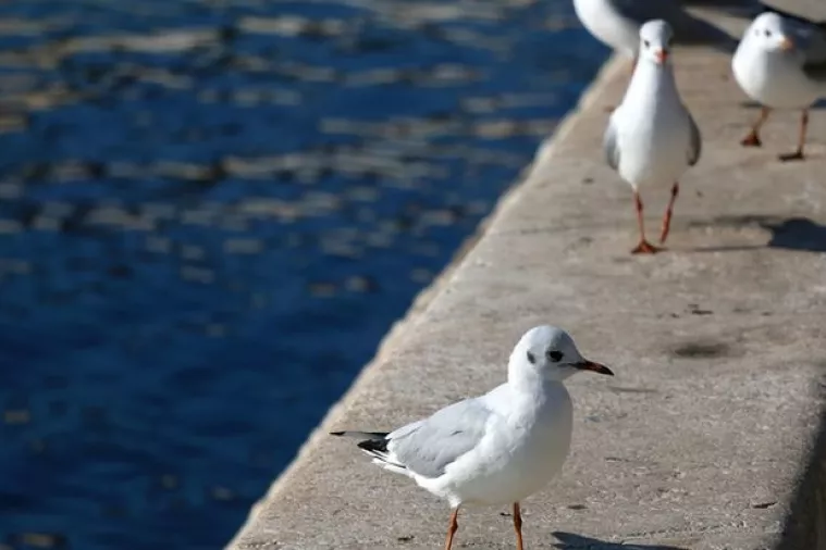 Majdandžić: Gradski oci će moliti komunalne tvrtke da prime splitski otpad