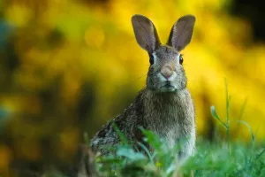 Avanturistični zec oduševio Nijemce