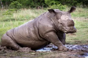 Bezdušne zvjerokradice provalile u zoo, triput pucale u bebu nosoroga i ukrale mu rog