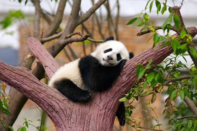 Extra! Extra!: Rije&scaron;en misterij za&scaron;to su pande crno-bijele