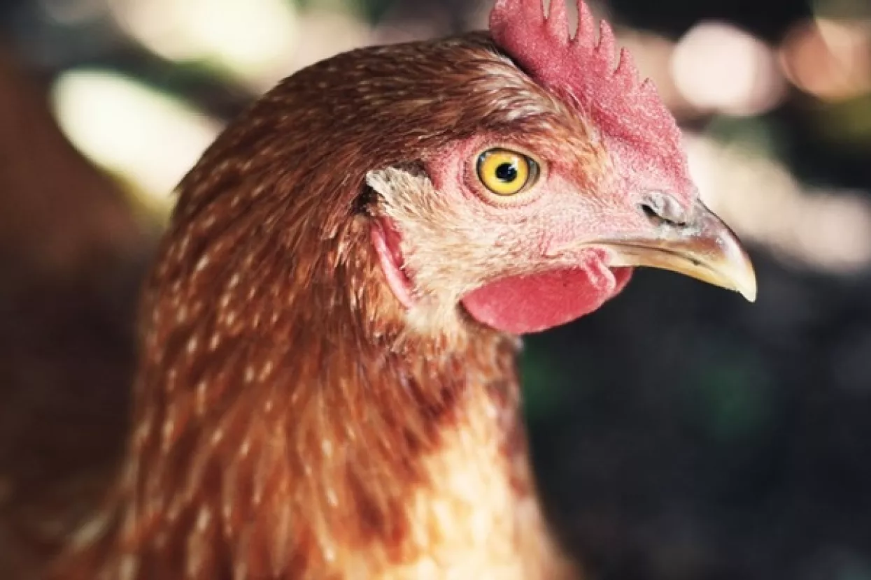 Potvrđena ptičja gripa na dva gospodarstava u Špičkovini kraj Zaboka