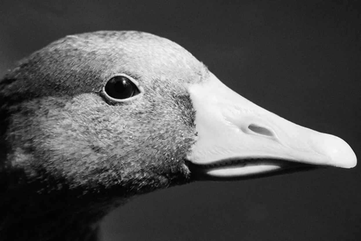 VIDEO: Patka spašena s tračnica metroa