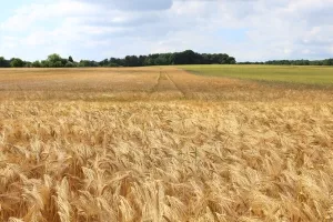 Povoljne vremenske prilike za svjetsko tržište žitarica, ali ne i za ribolov
