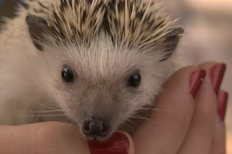 Vozači oprez - ježevi srljaju na ceste!