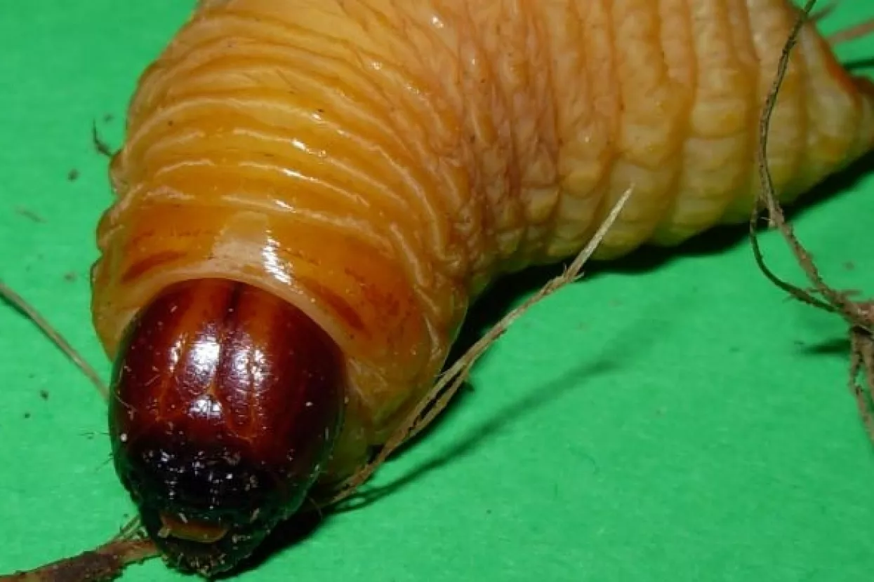 Crvena palmina pipa proglašena 'globalnom prijetnjom'