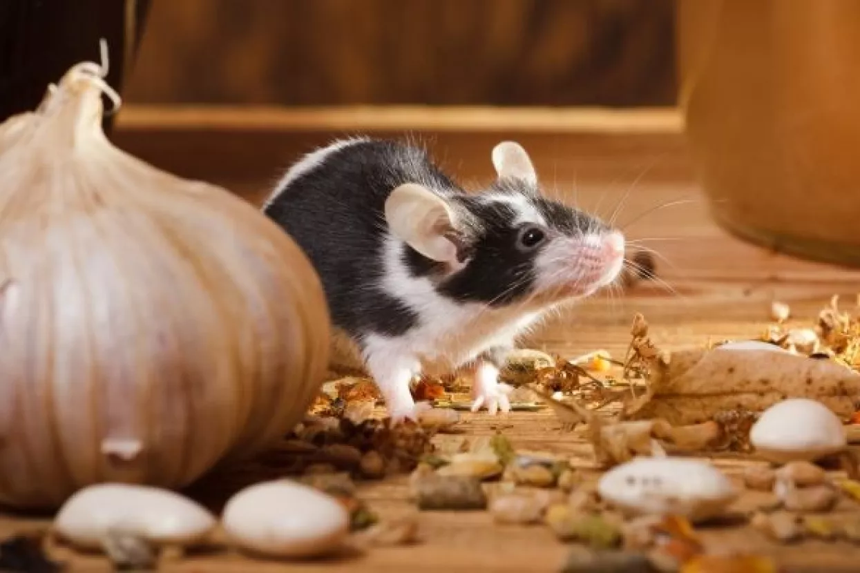 Istraživanje: Miševi su se uselili čim smo počeli graditi kuće prije 15.000 godina