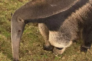 Zagrebački ZOO: Šarmantnom mravojedu Oliveru stigla družica Ariel