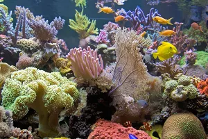 Stradale dvije trećine australskog Velikog koraljnog grebena