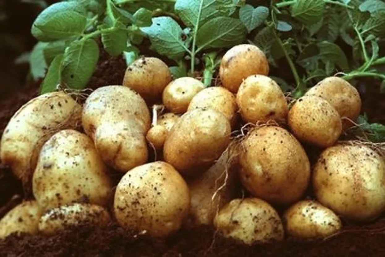 Inspekcija Ministarstva poljoprivrede vratila u Egipat gotovo 25 tona krumpira