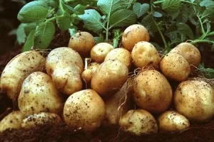 Inspekcija Ministarstva poljoprivrede vratila u Egipat gotovo 25 tona krumpira