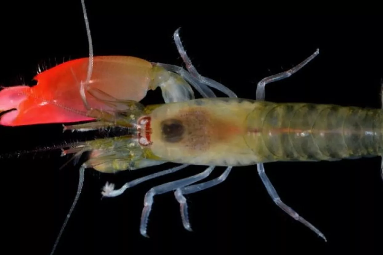 Novootkriveni &scaron;kamp pucavac dobio ime Pink Floyd