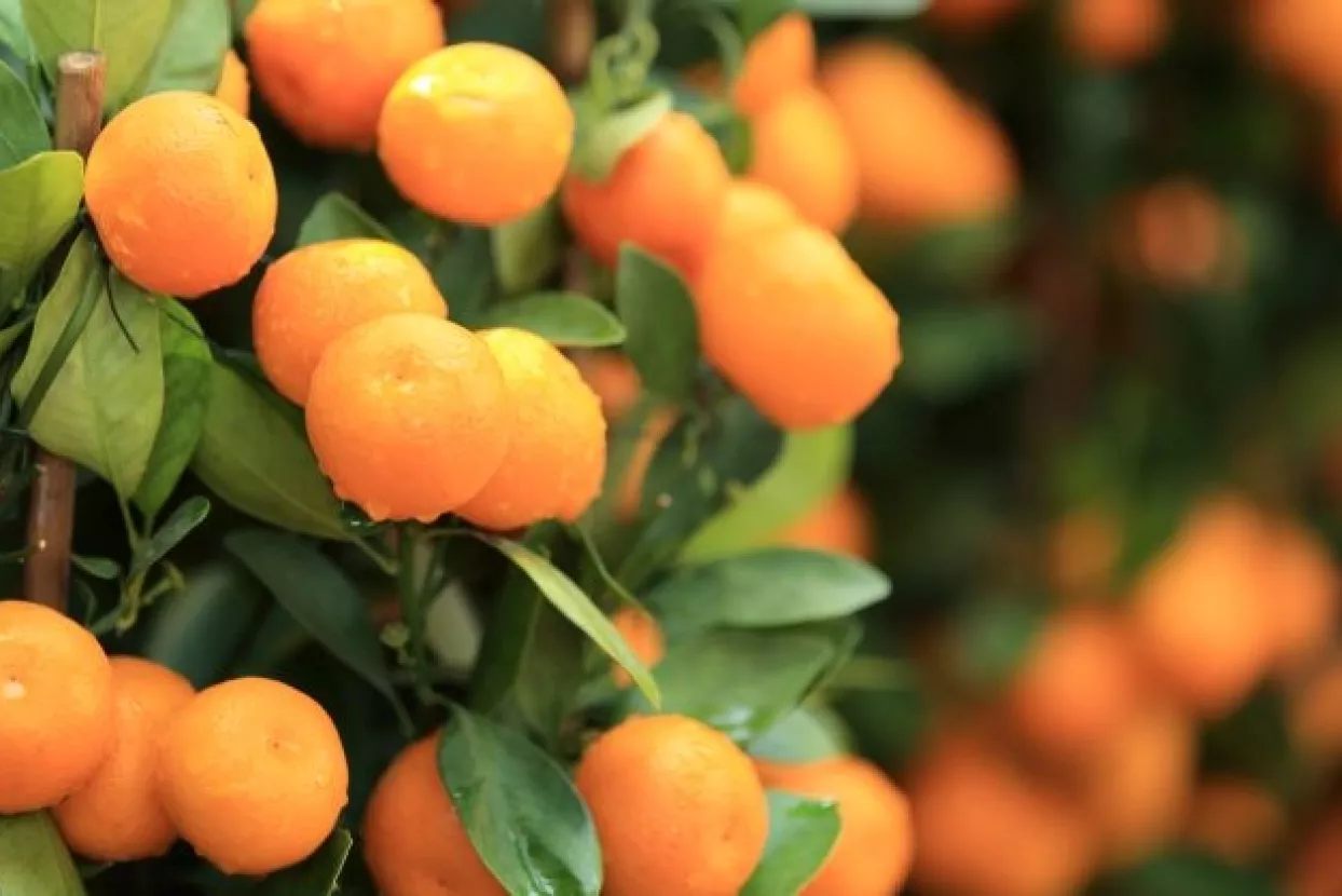 Stanić grupa i Metković Razvoj ulažu 6 milijuna eura u tvornicu za preradu voća