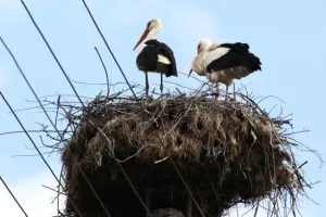 Vjerni Klepetan je sletio, razbucao uljeza i još jednom osvojio Malenu!