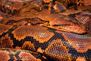 Piton progutao mladića