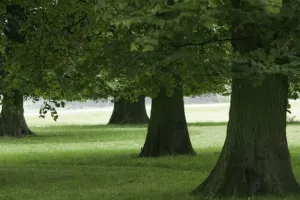 Ministarstvo: Odobrena količina šume za sječu manja od potražnje, nadzor u tijeku