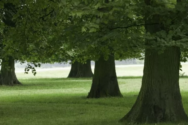 Ministarstvo: Odobrena količina šume za sječu manja od potražnje, nadzor u tijeku