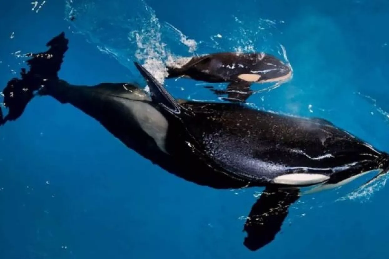 Rođena zadnja orka u zatočeništvu