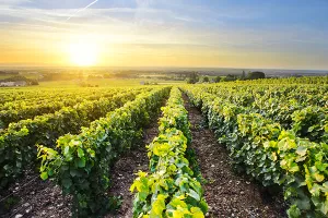 Zbog mraza koji je poharao 70 posto loze, vinskoj kući Pavlomir prijeti financijski kolaps