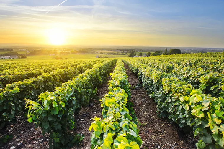 Zbog mraza koji je poharao 70 posto loze, vinskoj kući Pavlomir prijeti financijski kolaps