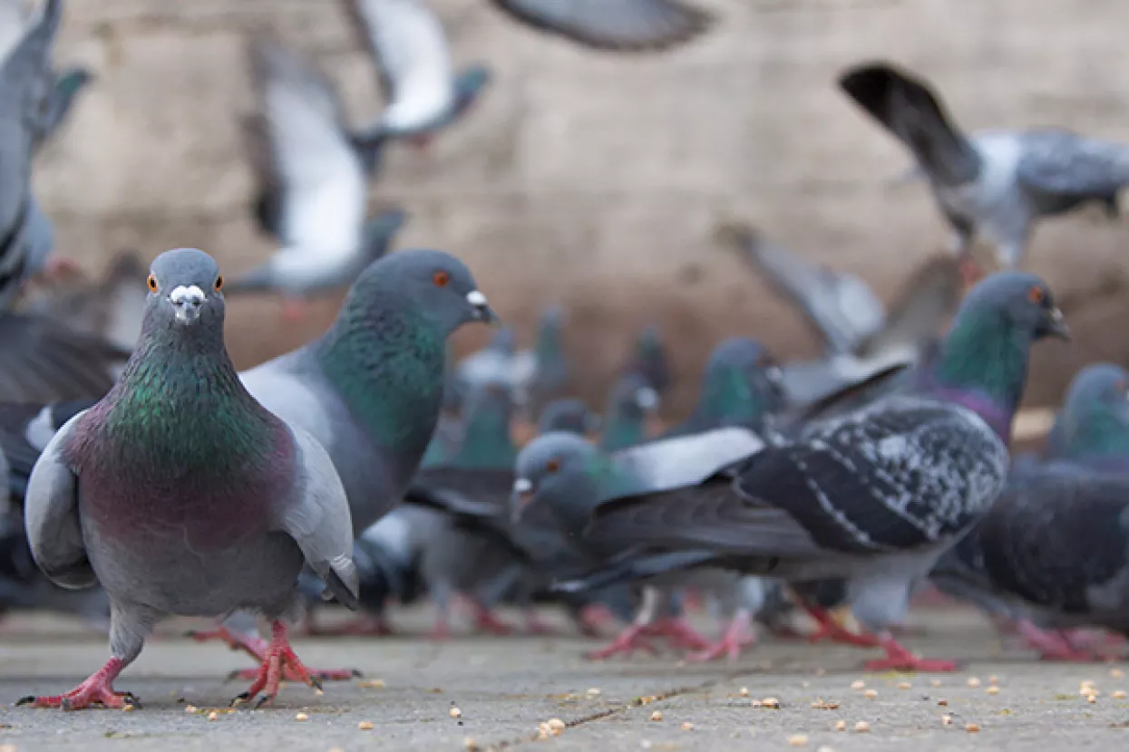 Kolektivna inteligencija prenosi se generacijski i u životinjskom svijetu - potvrdili golubovi