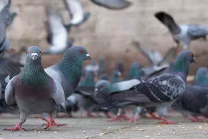 Kolektivna inteligencija prenosi se generacijski i u životinjskom svijetu - potvrdili golubovi