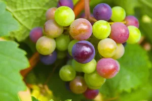 U Konavlima otkrivena nova sorta vinove loze, 'Dubrovačka crna' u procesu je razmnožavanja